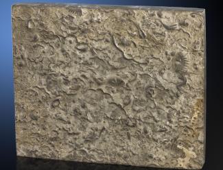 fossilreiches Karbonatgestein, Ordovizium,  Wan Tschuan, China